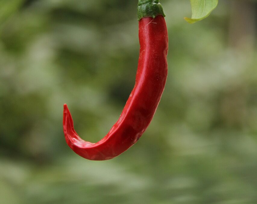 Bienfaits des piments pour la santé