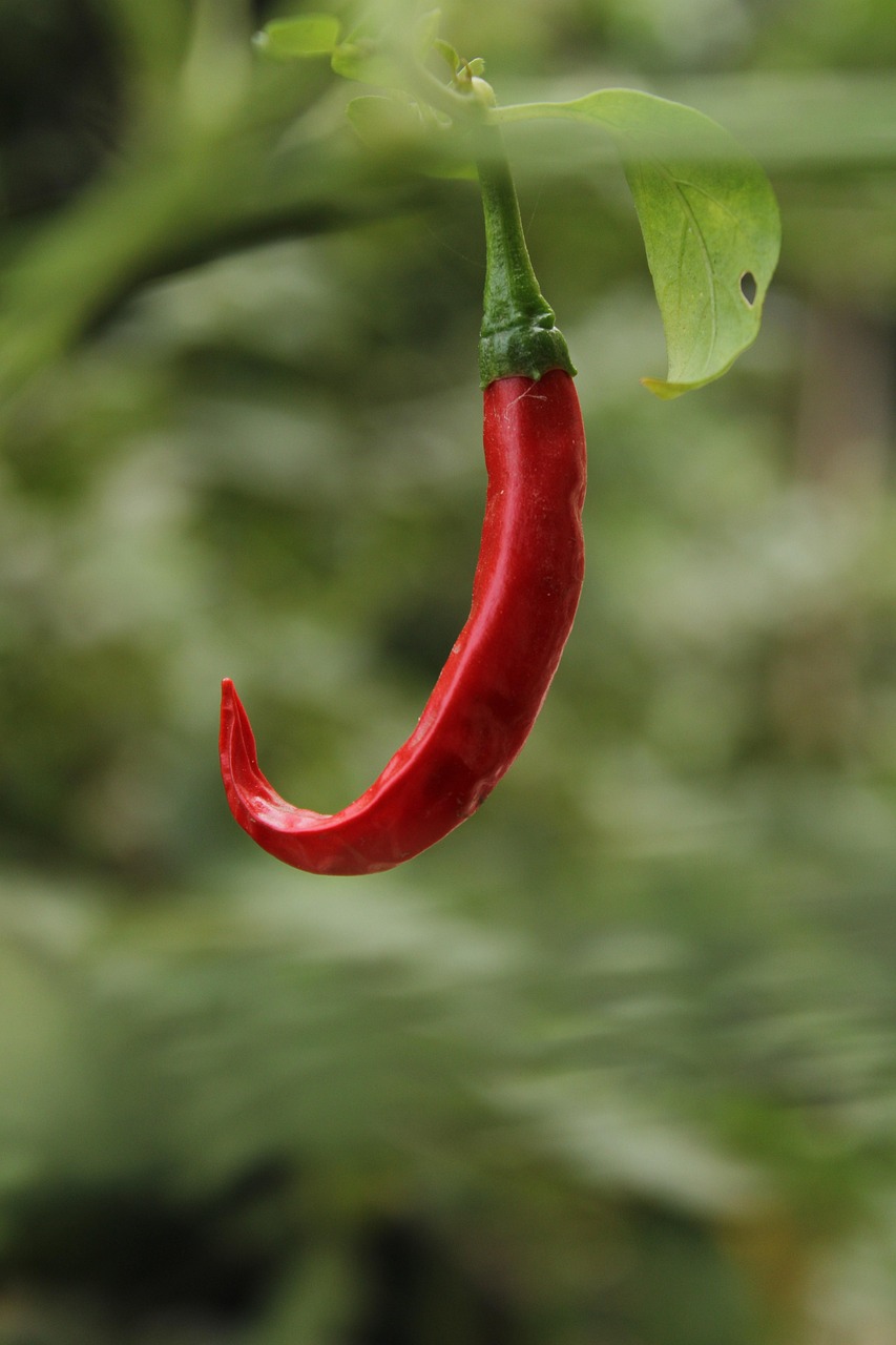 Bienfaits des piments pour la santé